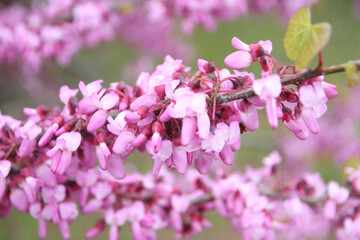 A branch with pink flowers