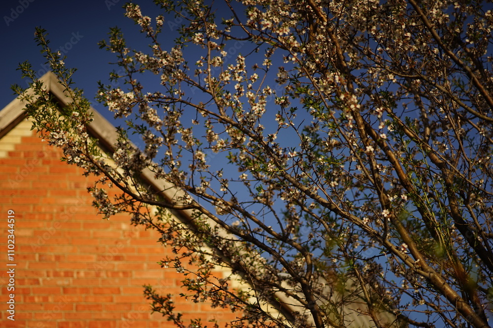 Canvas Prints Blooming almond tree with white flowers on the background of the roof under the blue sky