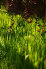 Barberry bush grows in a sunny spring day, art soft focus