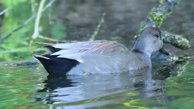 Gadwall in the pond, gadwall looking for food, gadwall eating duckweed, ducks swimming in the stream, colourful water reflection