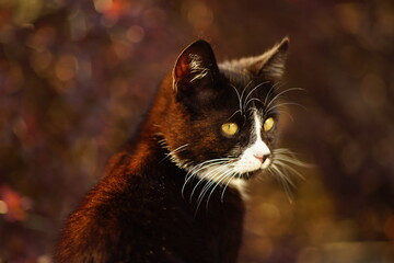 Lovely black white kitten portrait in the spring garden