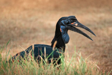 Abyssinian Ground-Hornbill 
