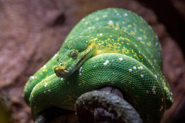 Green Tree Python