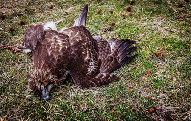 Dead Hawk
