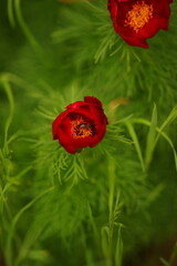 Fresh red peony flowers growing in the spring garden.