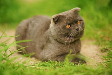 Gray cat Scottish Fold breed portrait in the garden