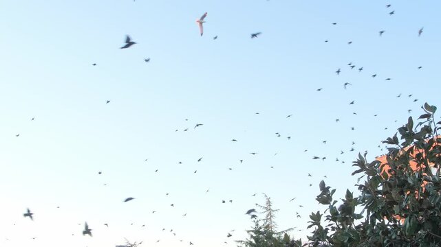 Flock of Migratory Birds Flying Above a Residential Garden During Sunset, with Greenery and Clear Blue Sky in the Background