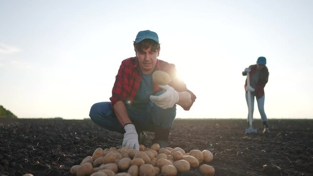 Agriculture. farmers working in potato field. female autumn agribusiness concept. a man sorting potatoes in a field. a man is working on sorting potatoes in lifestyle a field.