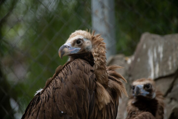 Close-up view portrait of Aegypius monachus (cinereous vulture or Eurasian black vulture) bird with brown plumage sitting by stone wall in a cloudy summer day. Soft focus. Beauty in nature theme.
