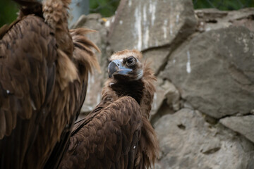 Close-up view portrait of Aegypius monachus (cinereous vulture or Eurasian black vulture) bird with brown plumage sitting by stone wall in a cloudy summer day. Soft focus. Beauty in nature theme.