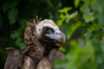 Close-up view portrait of Aegypius monachus (cinereous vulture or Eurasian black vulture) bird with brown plumage sitting on green tree bran in a cloudy summer day. Soft focus. Beauty in nature theme.