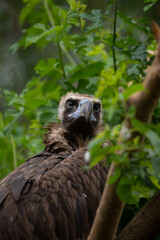 Close-up view portrait of Aegypius monachus (cinereous vulture or Eurasian black vulture) bird with brown plumage sitting on green tree bran in a cloudy summer day. Soft focus. Beauty in nature theme.