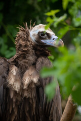 Close-up view portrait of Aegypius monachus (cinereous vulture or Eurasian black vulture) bird with brown plumage sitting on green tree bran in a cloudy summer day. Soft focus. Beauty in nature theme.