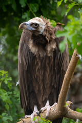 Close-up view portrait of Aegypius monachus (cinereous vulture or Eurasian black vulture) bird with brown plumage sitting on green tree bran in a cloudy summer day. Soft focus. Beauty in nature theme.