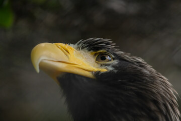 Close-up view portrait of Haliaeetus pelagicus (Steller's sea eagle or white-shouldered eagle) bird...
