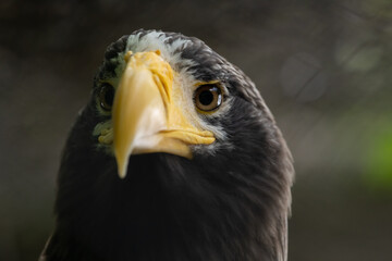 Close-up view portrait of Haliaeetus pelagicus (Steller's sea eagle or white-shouldered eagle) bird with yellow beak in a cloudy summer day. Soft focus. Beauty in nature theme.