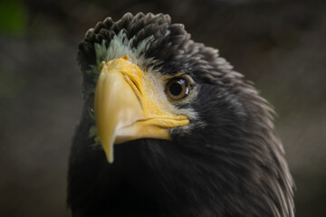 Close-up view portrait of Haliaeetus pelagicus (Steller's sea eagle or white-shouldered eagle) bird...