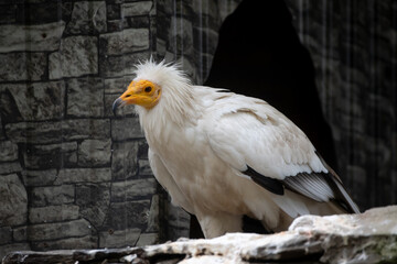 Obraz premium Close-up side view of white Neophron percnopterus (Egyptian vulture or pharaoh's chicken) bird walking by stone rock wall in aviary in zoo in a cloudy day. Soft focus. Wildlife reserve theme.