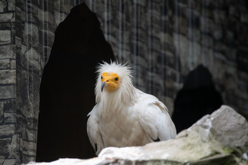 Close-up side view of white Neophron percnopterus (Egyptian vulture or pharaoh's chicken) bird walking by stone rock wall in aviary in zoo in a cloudy day. Soft focus. Wildlife reserve theme.