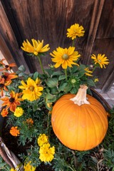 Pumpkin in a garden display