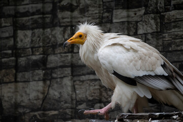 Close-up side view of white Neophron percnopterus (Egyptian vulture or pharaoh's chicken) bird walking by stone rock wall in aviary in zoo in a cloudy day. Soft focus. Wildlife reserve theme.