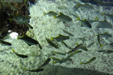 Monodactylidae Monodactylus argenteus: a school of small silver fish in the ocean, water, near rocks