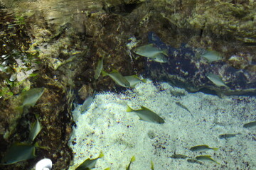 Monodactylidae Monodactylus argenteus swims in a flock in an aquarium. Marine life