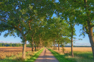 Gravel road, landscape and trees with environment in countryside for travel, roadtrip or adventure with meadow. Forest, roadway and path for holiday journey, destination or tourism with outdoor field