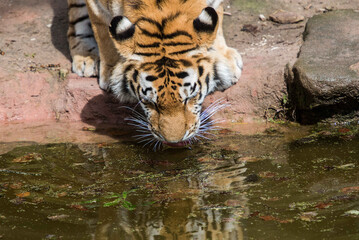 Fototapeta premium tiger in water