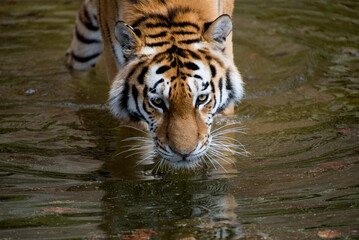tiger in water