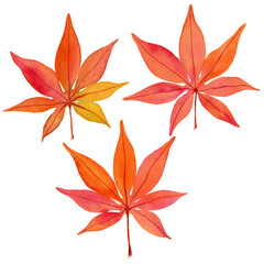 Set of watercolor autumn maple leaves. Watercolor illustration isolated on white background for design, cards, decor, posters, business