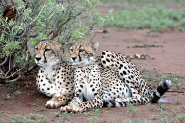 Cheetah family lying down and licking each other in Botswana while on safari