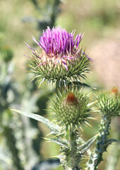 In nature, a tall and prickly thistle (Onopordum acanthium), grows