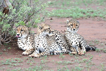 Cheetah family lying down and licking each other in Botswana while on safari