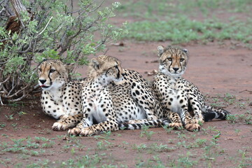 Cheetah family lying down and licking each other in Botswana while on safari