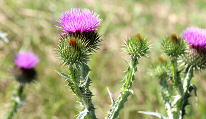 In nature, a tall and prickly thistle (Onopordum acanthium), grows