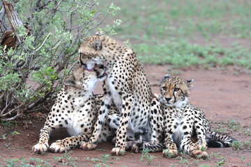 Cheetah family lying down and licking each other in Botswana while on safari