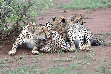 Cheetah family lying down and licking each other in Botswana while on safari