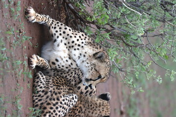 Cheetah family lying down and licking each other in Botswana while on safari