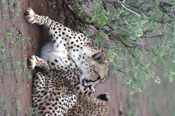 Cheetah family lying down and licking each other in Botswana while on safari