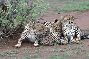 Cheetah family lying down and licking each other in Botswana while on safari