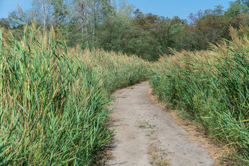 Country road among the green reeds. Stalk cane blowing in the wind from both sides pedestrian path. View on brown bulrush in the swamp. Nature outdoors plants growing.