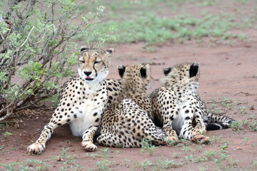 Cheetah family lying down and licking each other in Botswana while on safari