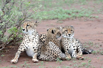 Cheetah family lying down and licking each other in Botswana while on safari