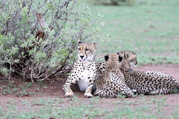 Cheetah family lying down and licking each other in Botswana while on safari