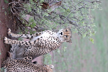Cheetah family lying down and licking each other in Botswana while on safari