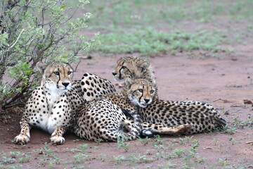 Cheetah family lying down and licking each other in Botswana while on safari