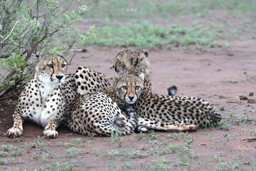 Cheetah family lying down and licking each other in Botswana while on safari