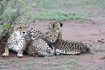 Cheetah family lying down and licking each other in Botswana while on safari