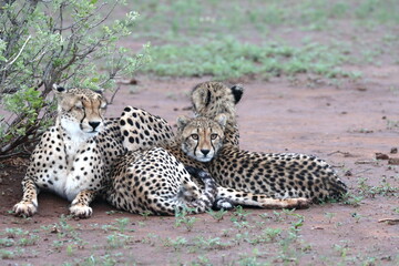 Cheetah family lying down and licking each other in Botswana while on safari
